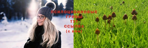 PSILOCYBIN Осинники